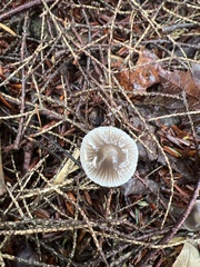 Mycena leptocephala