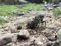 Hyalessa maculaticollis