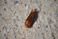 Scyliorhinus canicula