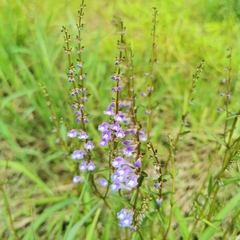 Scutellaria barbata