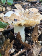 Russula cerolens
