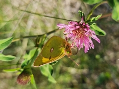 Colias croceus