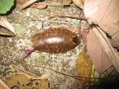 Rhabdoblatta imperatrix