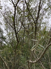 Salix euxina