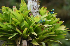 Vriesea philippocoburgi