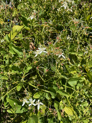 Clematis terniflora