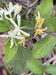 Lonicera morrowii
