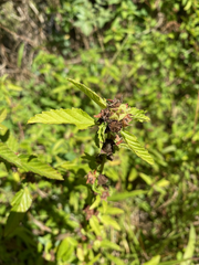 Malvastrum coromandelianum