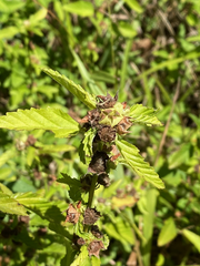 Malvastrum coromandelianum
