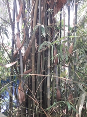 Pseudoxytenanthera stocksii