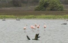 Phoenicopterus chilensis