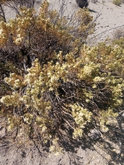 Baccharis boliviensis