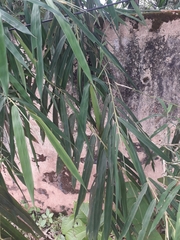 Pseudoxytenanthera stocksii