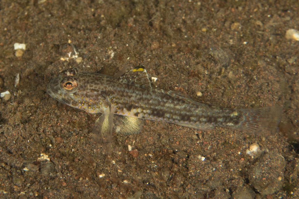 Threadless Cheek-Hook Goby