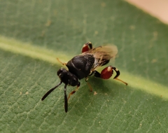 Brachymeria podagrica