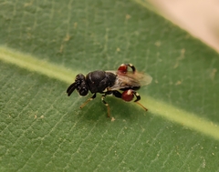 Brachymeria podagrica