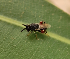 Brachymeria podagrica