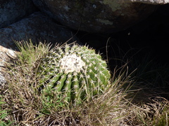 Parodia erinaceus