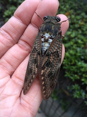 Graptopsaltria nigrofuscata