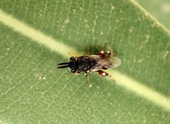 Brachymeria podagrica