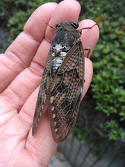 Graptopsaltria nigrofuscata