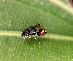 Brachymeria podagrica