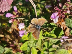 Aricia agestis