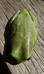 Pelodryadidae