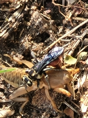 Neocurtilla hexadactyla
