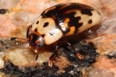 Ischyrus impressopunctatus