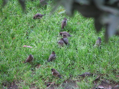 Spermestes cucullata