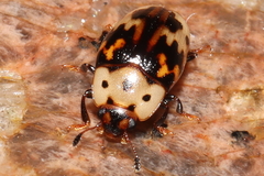 Ischyrus impressopunctatus