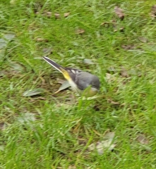 Motacilla cinerea patriciae