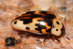 Ischyrus impressopunctatus