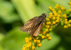 Euphyes vestris