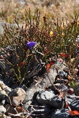 Campanula rotundifolia