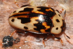 Ischyrus impressopunctatus