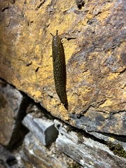 Geomalacus maculosus