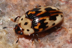 Ischyrus impressopunctatus