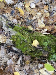 Callicladium imponens