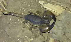 Anuroctonus pococki pococki