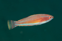 Paracheilinus flavianalis