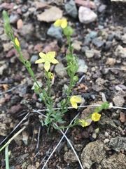 Linum neomexicanum