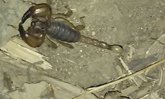 Anuroctonus pococki pococki