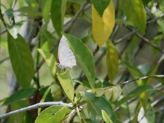 Junonia atlites atlites