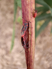 Caenocoris nerii