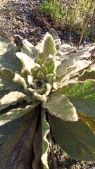 Verbascum