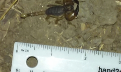 Anuroctonus pococki pococki