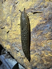 Geomalacus maculosus