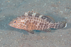 Areolate Grouper photo 3